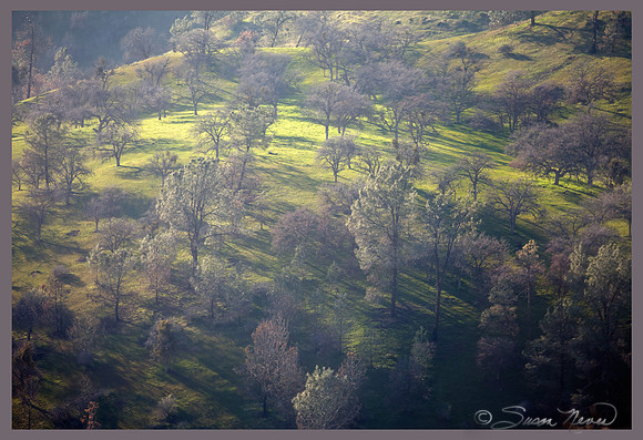 Spring Hillside