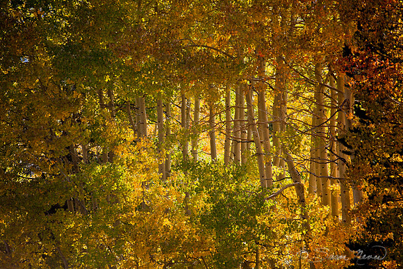 Magical Forest