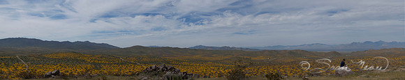 Spring  Eastern Sierra View