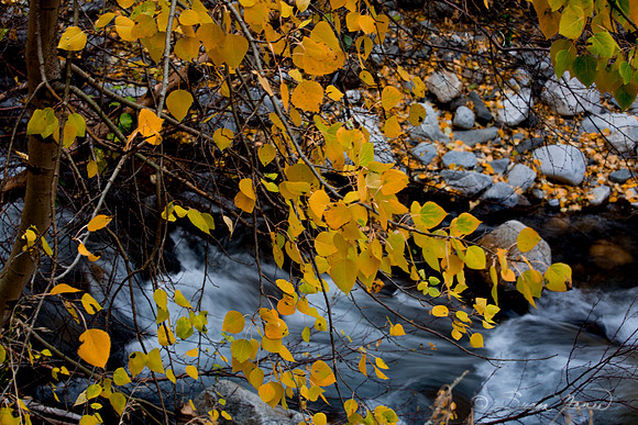 Gold by the Stream