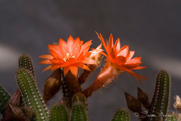 Cactus Bloom 2