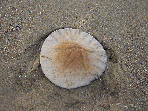 White Sanddollar