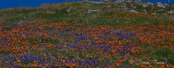 Poppies and Lupine
